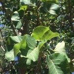 Ficus abutilifolia Blatt