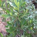 Pittosporum viridiflorum Leaf