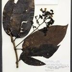 Maripa densiflora