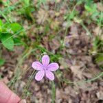 Geranium asphodeloides Flor