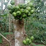 Ficus fistulosa Fruit