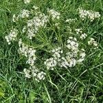 Anthriscus sylvestris Blomst