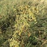 Selinum carvifolium Flower