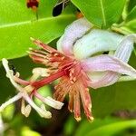 Passiflora pittieri ফুল