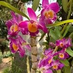 Dendrobium nobile Blomst