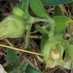 Silene baccifera Žiedas