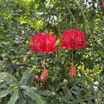 Hibiscus schizopetalus Λουλούδι