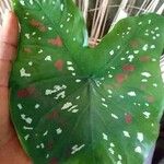 Caladium bicolor葉