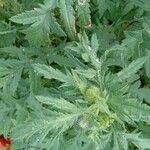 Papaver rhoeas Feuille