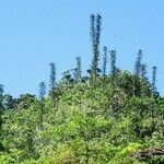 Araucaria bernieri Habit