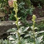 Aconitum variegatum Alkat (teljes növény)