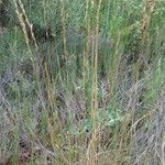 Ehrharta calycina 葉