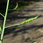 Brassica fruticulosaFruit