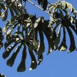 Cecropia pachystachya Leaf