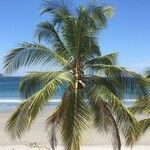 Cocos nucifera Hoja
