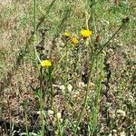 Picris rhagadioloides Habit