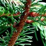 Picea orientalis Koor