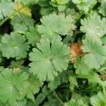 Geranium molle برگ