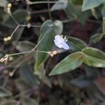 Gibasis geniculata Blomma
