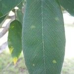 Clitoria fairchildiana Leaf