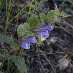 Scutellaria tuberosa Агульны выгляд