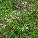 Micranthes californica Habit