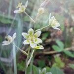 Anticlea elegans Blomma