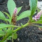 Phytolacca octandra Other