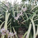 Liriope spicata Blüte