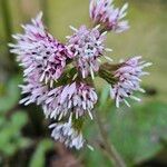 Petasites pyrenaicus Blüte