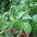 Campsis radicans Leaf