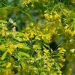 Isatis tinctoria Fleur