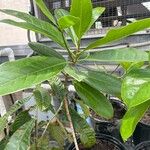 Magnolia virginiana Feuille