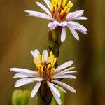 Tripolium pannonicum 花