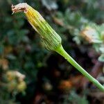 Scorzoneroides autumnalis Цветок