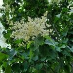 Syringa reticulata Flower