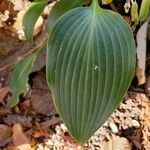 Hosta longipes Листок