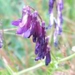 Vicia eriocarpa Blodyn