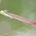 Lathyrus angulatus Frutto