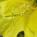 Oenothera glazioviana Flower