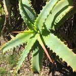 Aloe arborescens ഇല