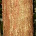 Chaetocarpus schomburgkianus Corteza