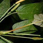 Anthurium microspadix Habitus