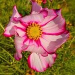 Cosmos bipinnatus Fula
