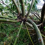 Salix lucida Bark