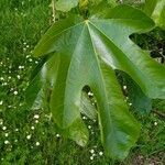 Ficus carica 葉