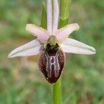 Ophrys arachnitiformis മറ്റ്