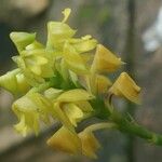 Polystachya pyramidalis Flower