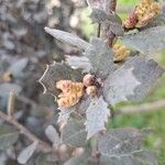 Quercus rotundifolia Blodyn