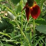 Ratibida columnifera Blatt